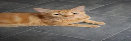 Mixed Breed cats for sale: Ginger Boy 6 months  - Advert 5