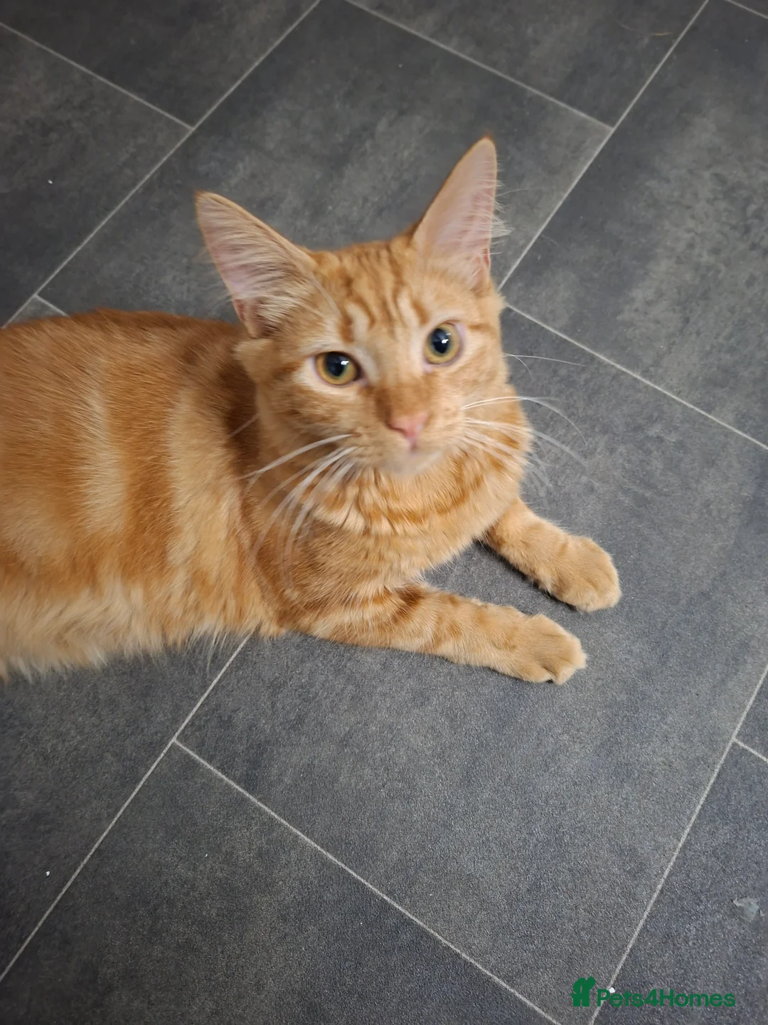 Mixed Breed cats for sale: Ginger Boy 6 months  - Advert 5
