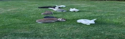 Mixed Breed rabbits for sale: Rabbits for sale  - Advert 2