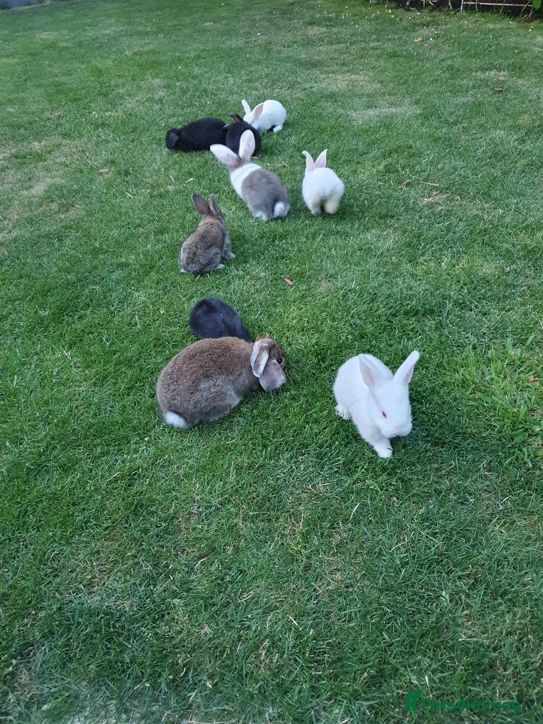 Mixed Breed rabbits for sale: Rabbits for sale  - Advert 2