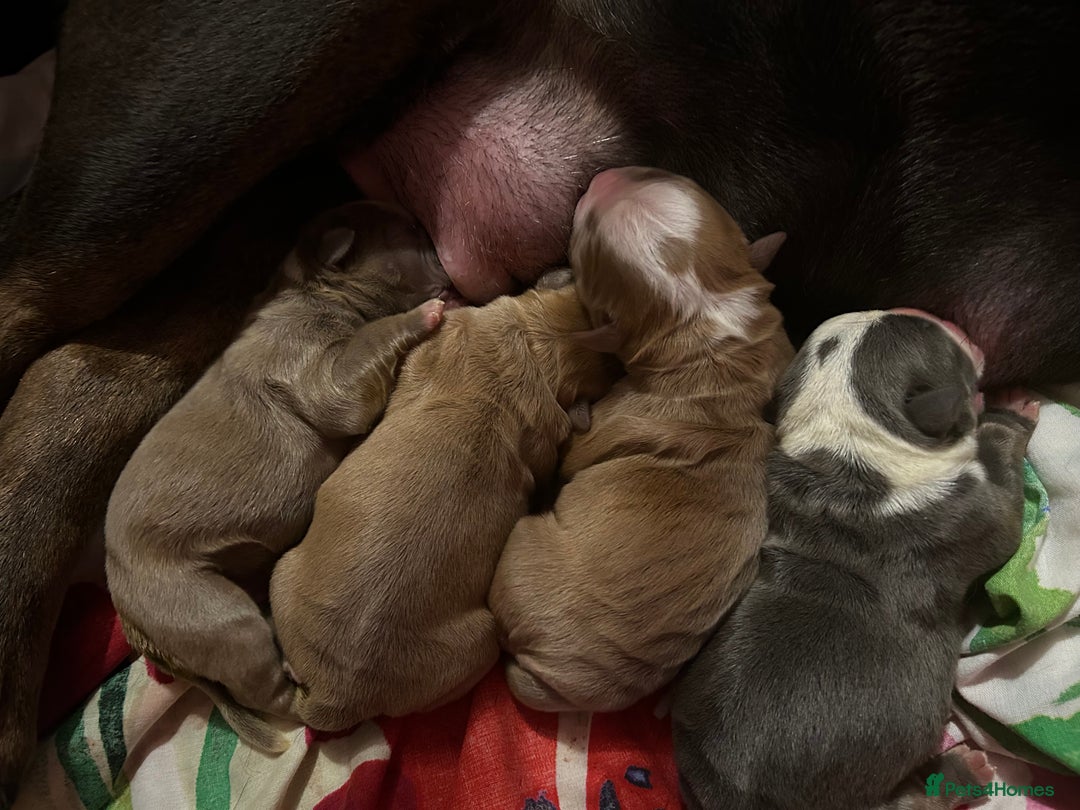 Olde English Bulldogge dogs for sale: Olde English bulldog pups - Advert 14