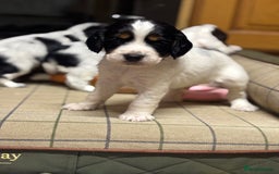 Cocker Spaniel dogs for sale: Gorgeous Blue Roan Cocker Spaniel Puppies  - Image 4