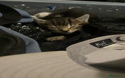 British Shorthair cats for sale: British short hair kittens  - Image 4