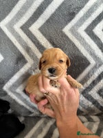 Cockapoo dogs - Advert 4