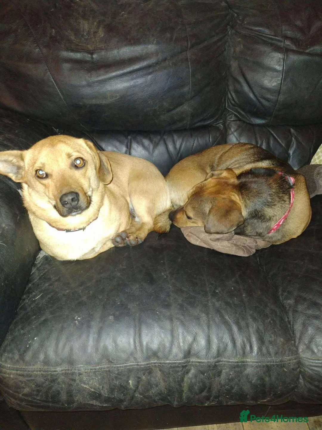 Mixed Breed dogs for adoption: Rescue boy Noodle is looking for his forever home - Advert 8