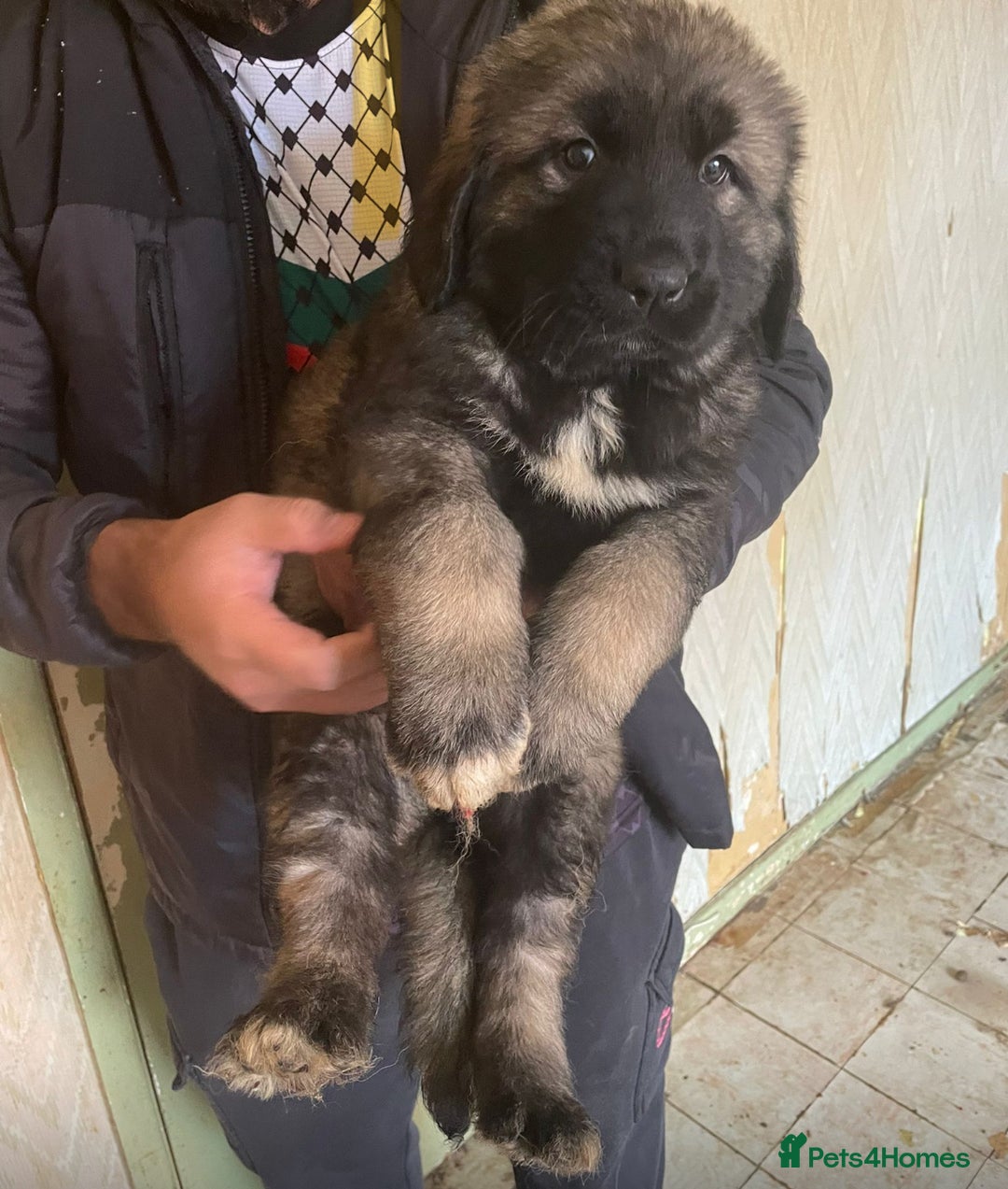 Caucasian Shepherd Dog dogs for sale: Caucasian shepherd puppies titan bloodline  - Image 8