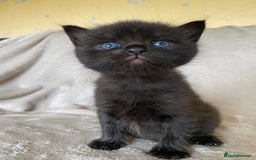 Ragdoll cats for sale: Ragdoll x  - Image 3