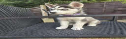 Siberian Husky dogs for sale: lovely pure breed husky puppies, ready to go in London - Advert 1