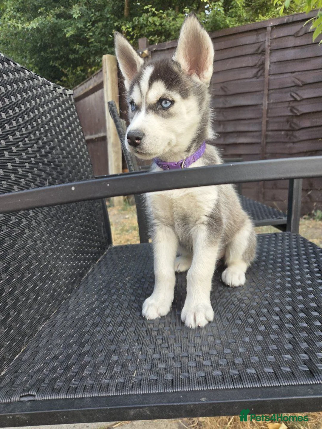 Siberian Husky dogs for sale: lovely pure breed husky puppies, ready to go in London - Advert 1