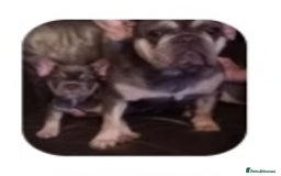 French Bulldog dogs for sale: Male 11week Frenchie - Image 2