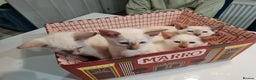 Siamese cats for sale: LAST ONE,  Gorgeous Bluepoint little boy. - Advert 22
