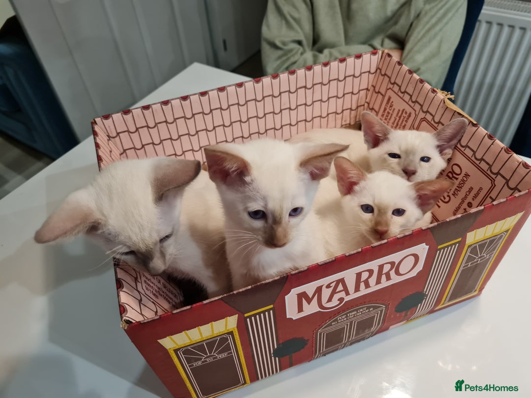 Siamese cats for sale: LAST ONE,  Gorgeous Bluepoint little boy. - Advert 22