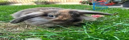 Lionhead rabbits for sale: Lionhead rabbits for sale  - Advert 5