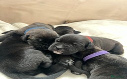 Cane Corso dogs for sale: Yuki & Aries Cane Corso Puppies  - Image 8