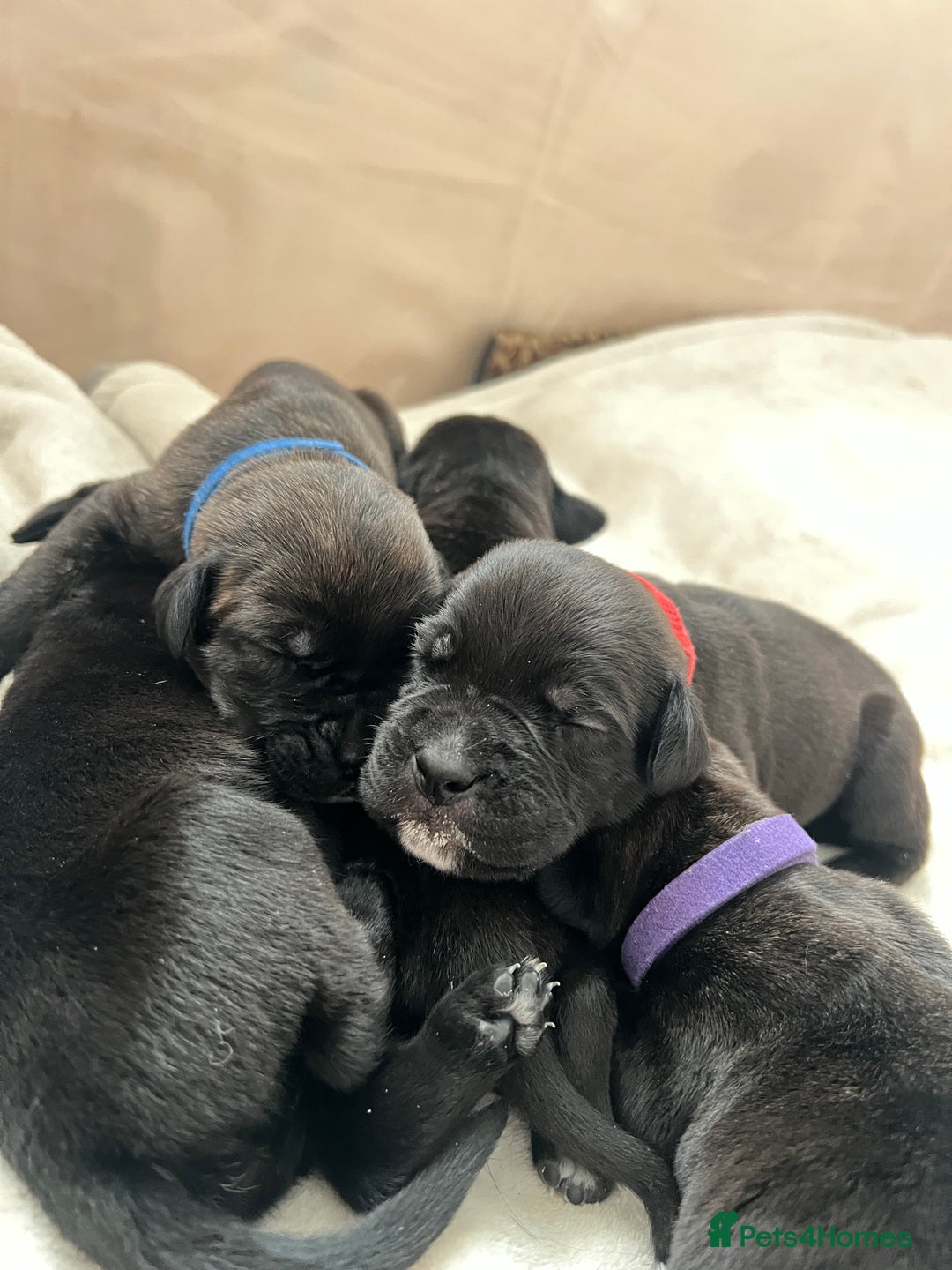 Cane Corso dogs for sale: Yuki & Aries Cane Corso Puppies  - Image 8