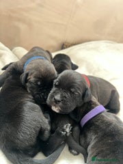 Cane Corso Puppy 1 Red