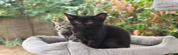 Mixed Breed cats for sale: Bengal Marble & Turkish Agora - Advert 4