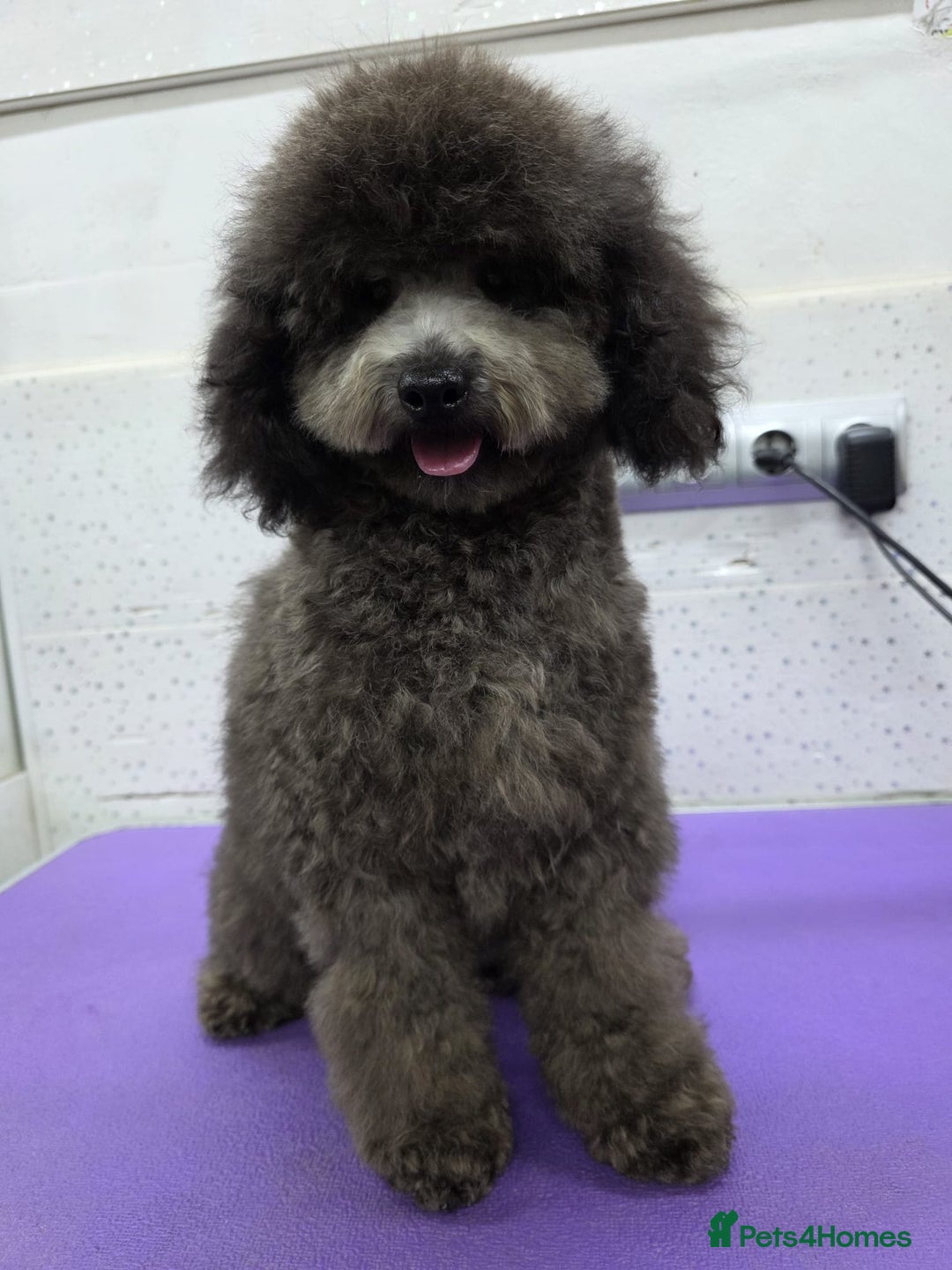 Miniature Poodle dogs for adoption: BEAR – Miniature Poodle (Male) - Advert 2