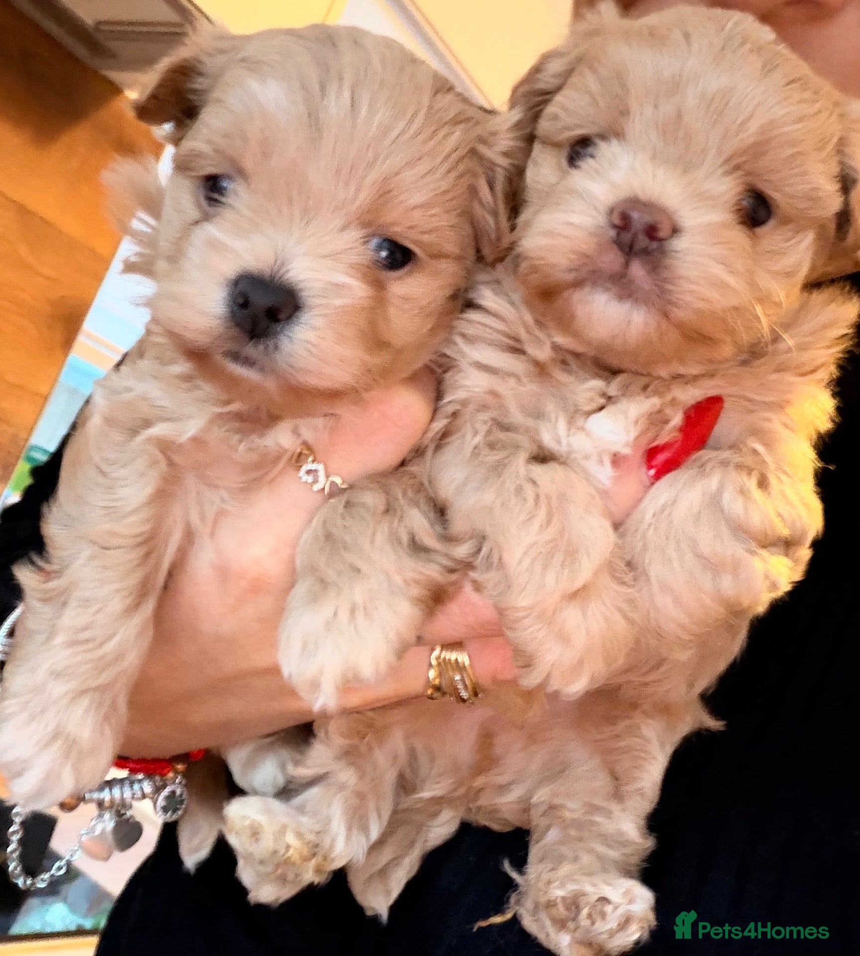Maltipoo dogs for sale: ✨ Exceptional Maltipo PUPPIES – LOVING HOMES ONLY  - Advert 16