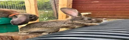 Continental Giant rabbits for sale: Giant conti with giant french lop - Advert 16