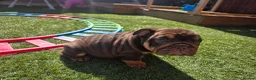 English Bulldog dogs for sale: Litter of bulldogs  - Advert 3
