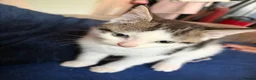 Mixed Breed cats for sale: 2 male kittens  - Advert 3