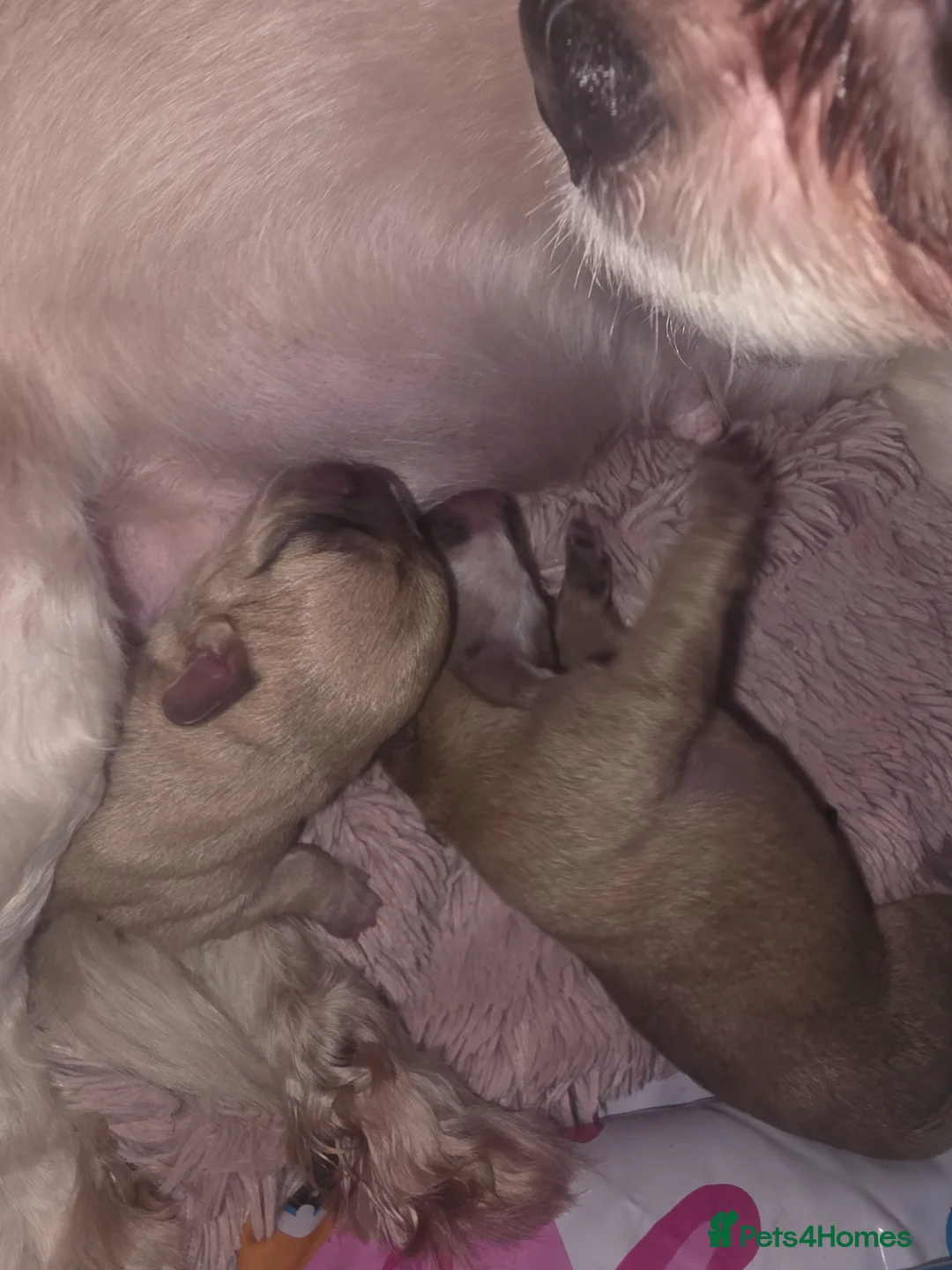 Mixed Breed dogs for sale: French Bull Tzu. - Advert 39