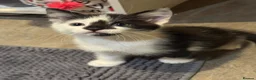 Mixed Breed cats for sale: Beautiful kittens looking for home ❤️ - Advert 20