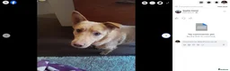 Mixed Breed dogs for adoption: Figgy - Advert 3