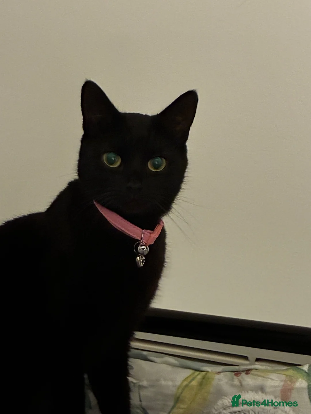 British Shorthair cats for sale: Black female 3 year old house cat in Peterborough - Advert 2