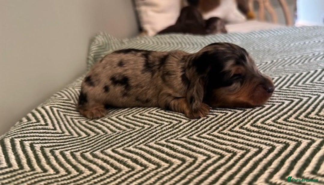 Miniature Dachshund dogs for sale: KC Long haired miniature dachshund puppies - Image 15
