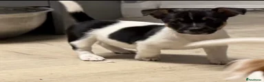 Mixed Breed 2