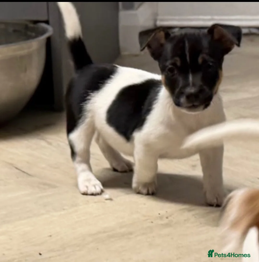 Mixed Breed dogs for sale: 3/4 Jack Russell puppies  in Esher - Advert 2