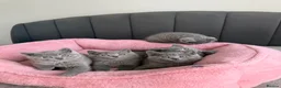 British Shorthair cats for sale: British shorthair kittens - Advert 8