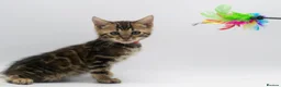 Bengal cats for sale: Beautiful Brown Bengal Boys - TICA Registered - Advert 7