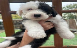 Old English Sheepdog dogs for sale: Outstanding Old English Sheepdog - Image 4