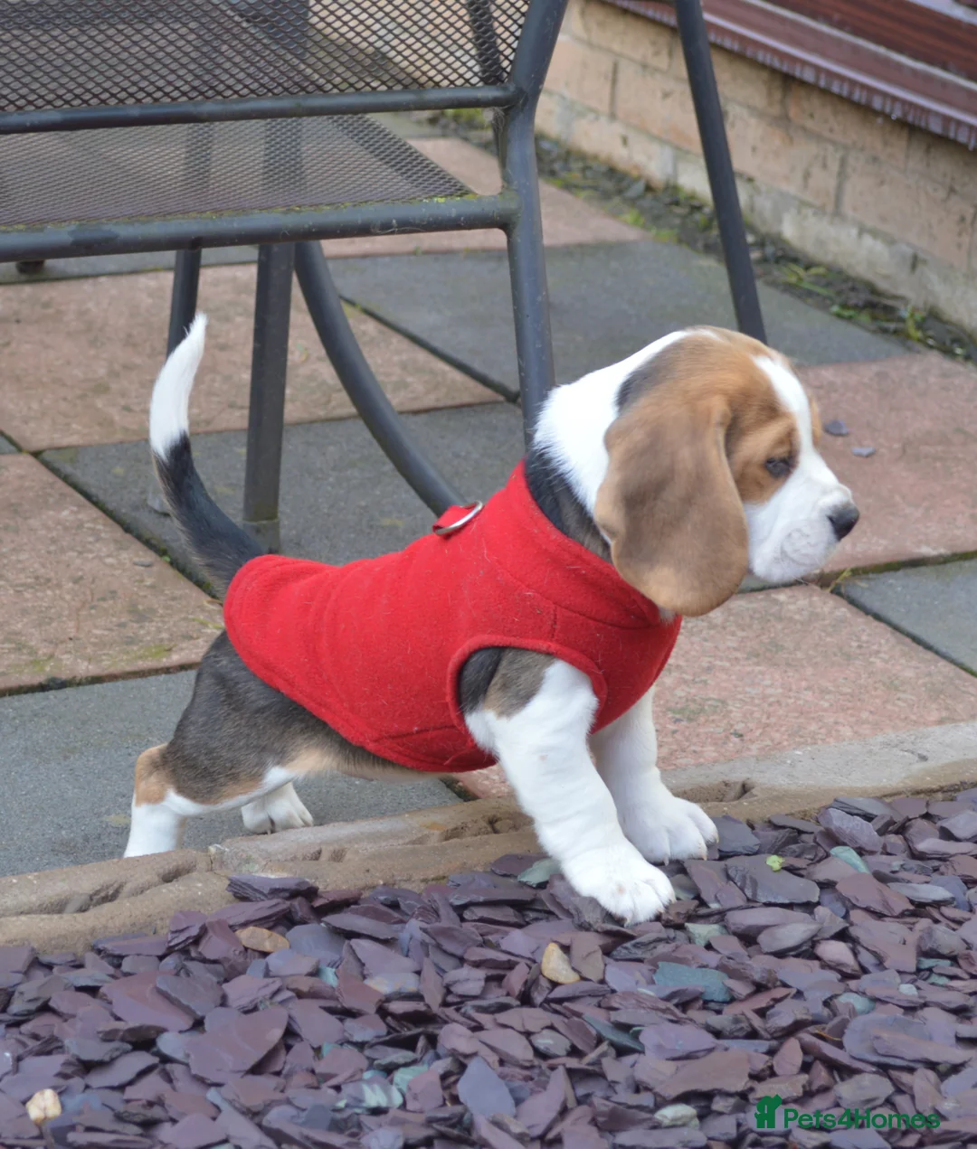 Beagle dogs for sale: CH Sired, Fully Health Tested, KC Reg, Beagle Pups - Advert 10