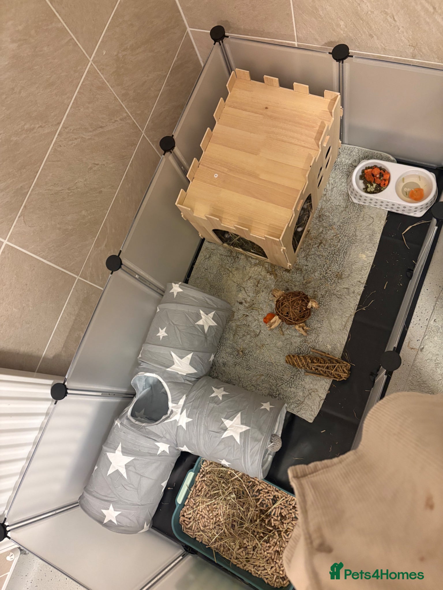 Mixed Breed rabbits for sale: Indoor male Rabbit for sale  - Advert 2