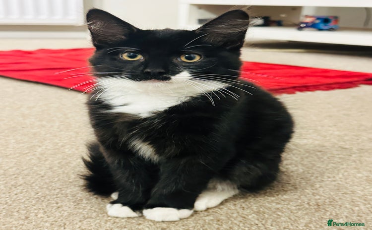 Mixed Breed cats - Advert 1