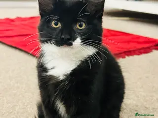 Mixed Breed cats Dragan - Advert 8