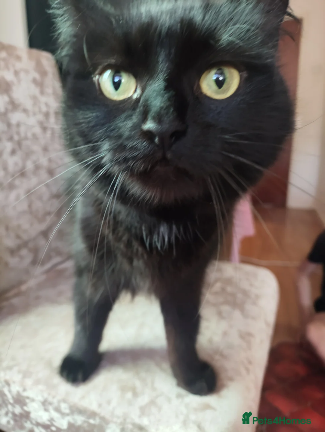 Mixed Breed cats for sale: Mixed breed female kitten  - Advert 2