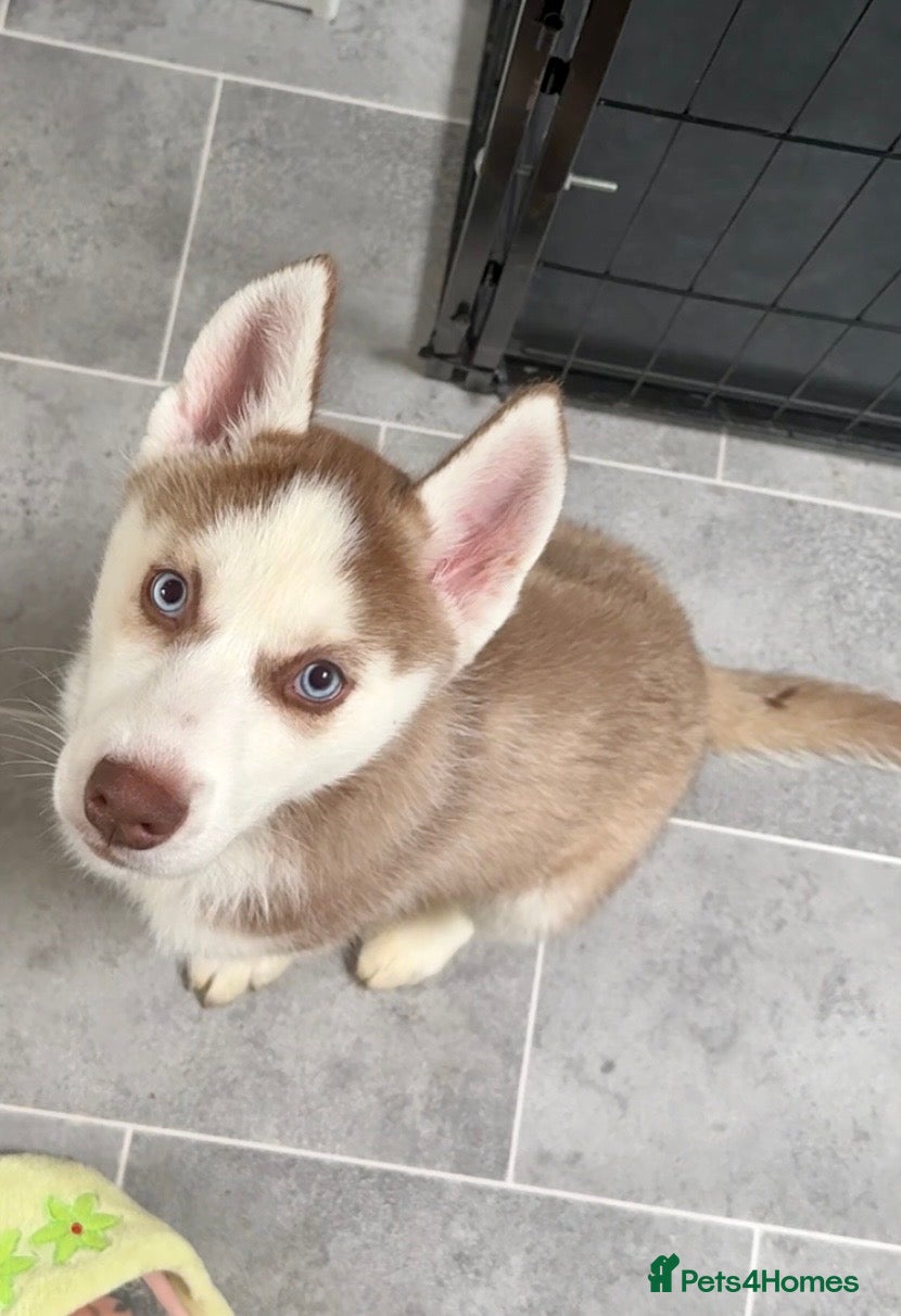 Siberian Husky dogs LAST 2 stunning BOYS! Parents Imported! - Advert 2