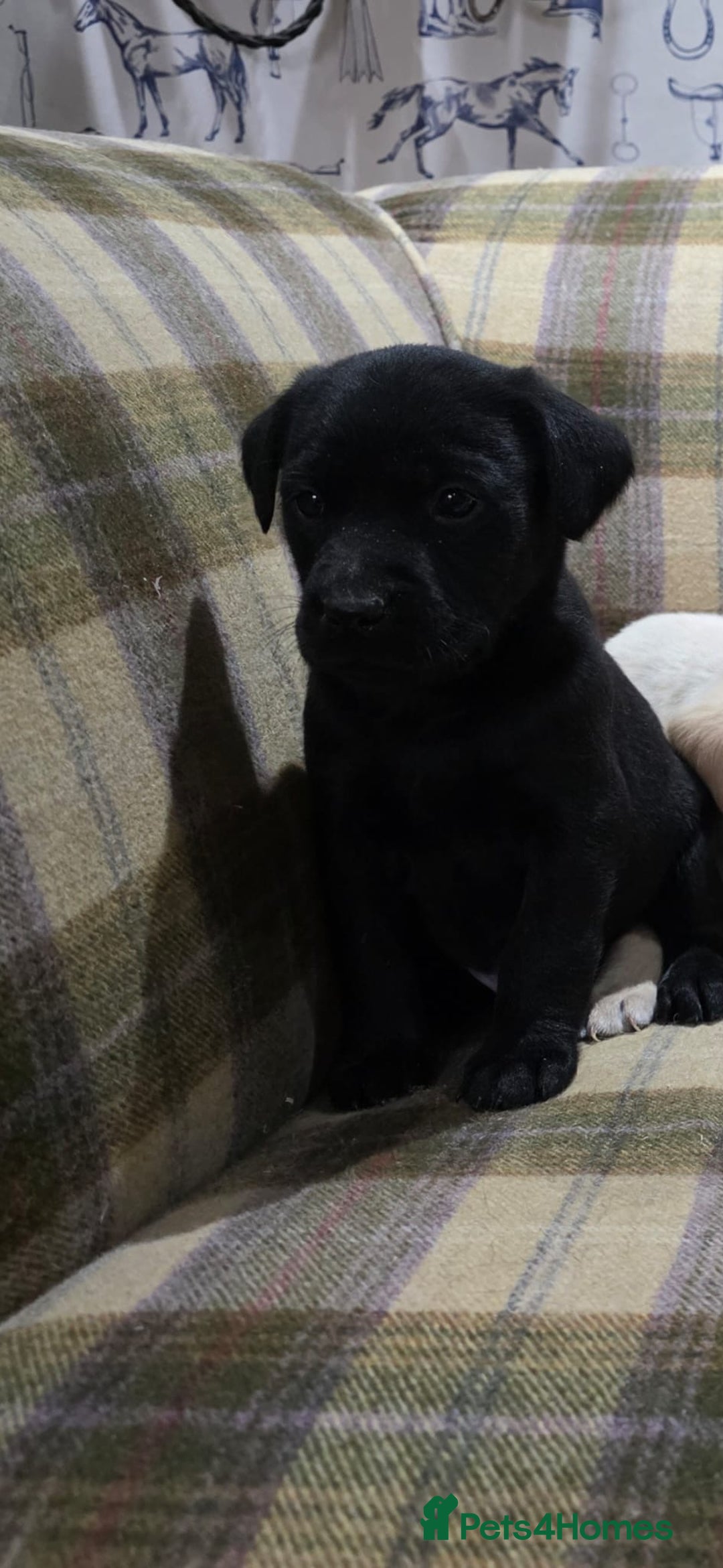 Labrador Retriever dogs for sale: Labrador puppies gold and black boys and girls  - Advert 12