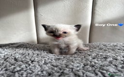 Ragdoll cats for sale: Five Beautiful Pure Breed Ragdoll Kittens🤍 - Image 20