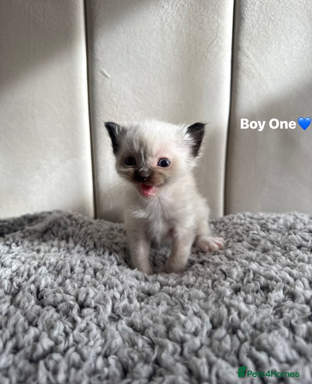 Ragdoll cats for sale: Five Beautiful Pure Breed Ragdoll Kittens🤍 - Image 20