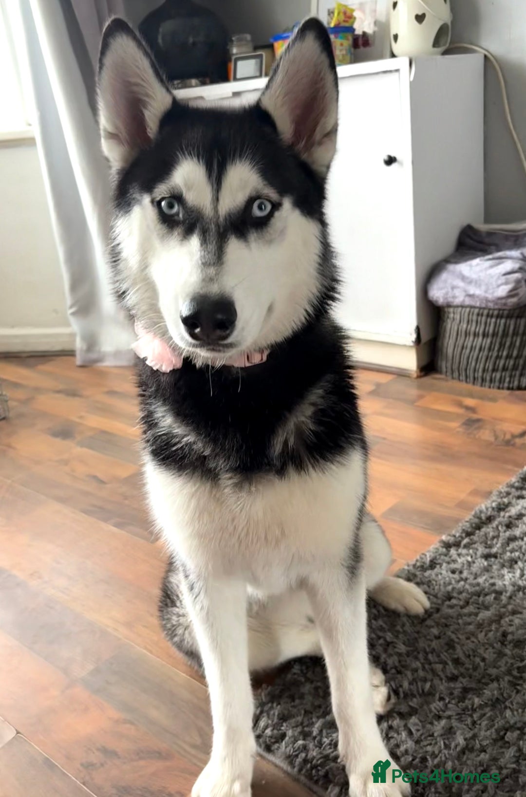 Siberian Husky dogs for sale: Rehoming our beautiful husky  - Advert 2