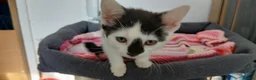 Mixed Breed cats for sale: 6 kitties looking for new forever homes - Advert 11