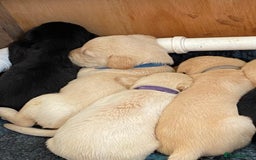 Labrador Retriever dogs for sale: Field trial working Labrador puppies  - Image 8