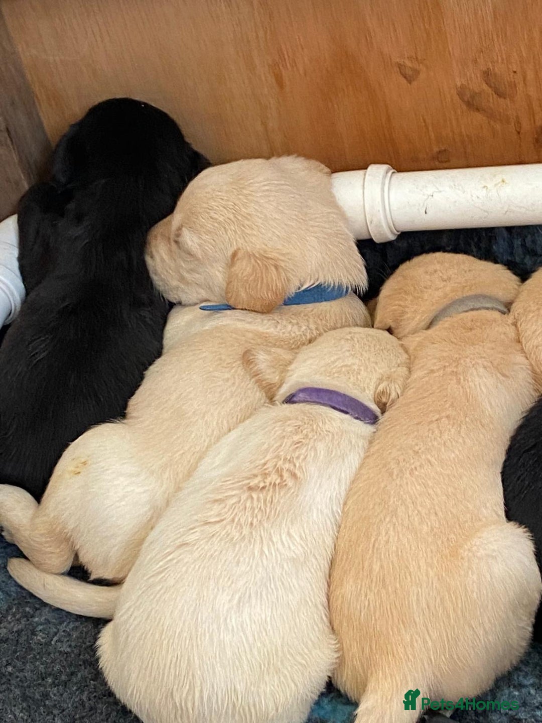 Labrador Retriever dogs for sale: Field trial working Labrador puppies  - Image 8
