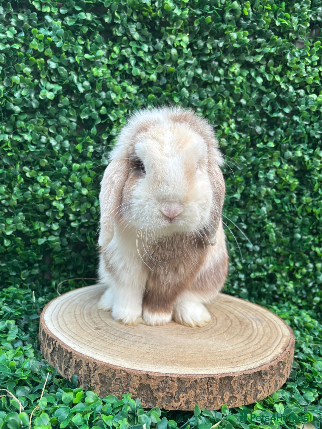Mini Lop rabbits for sale: Mini lop babies 🌟 in Hartlepool - Image 22